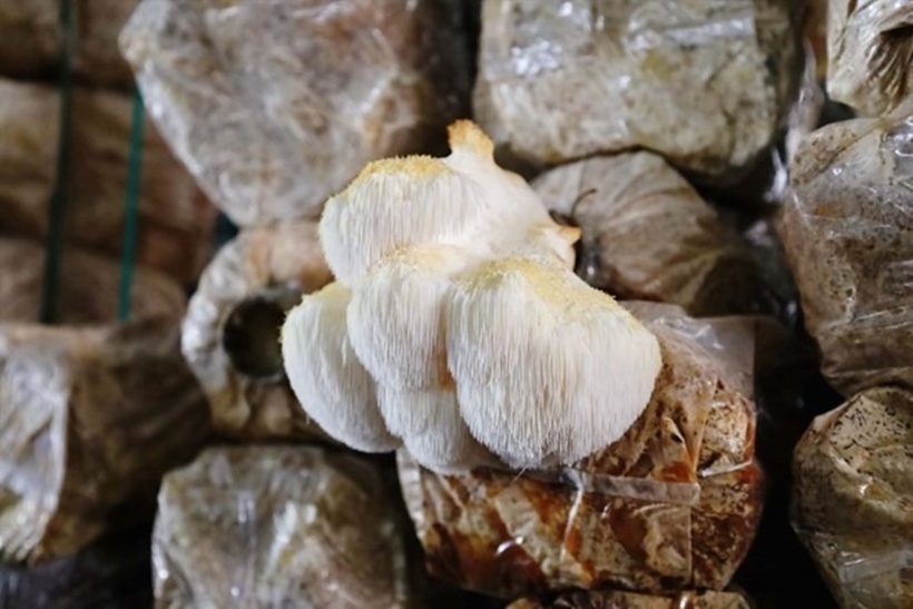 Nấm Hầu Thủ không chỉ là một loại thực phẩm bổ dưỡng mà còn mang đến vô vàn lợi ích tuyệt vời cho sức khỏe.