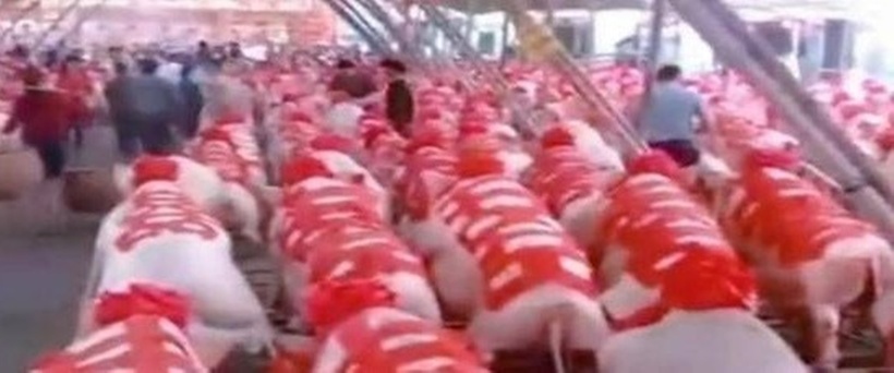 Một đàn lợn béo gồm 288 con dán chữ song hỉ trên lưng.