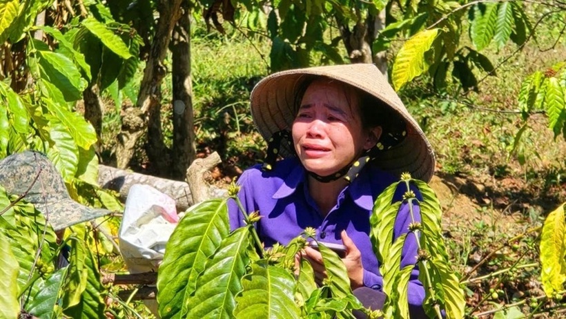 Chị Giang Phương Thanh gào khóc khi phát hiện vườn cà phê của mình bị chặt hạ lần thứ 2. Ảnh: Pháp luật TP.HCM