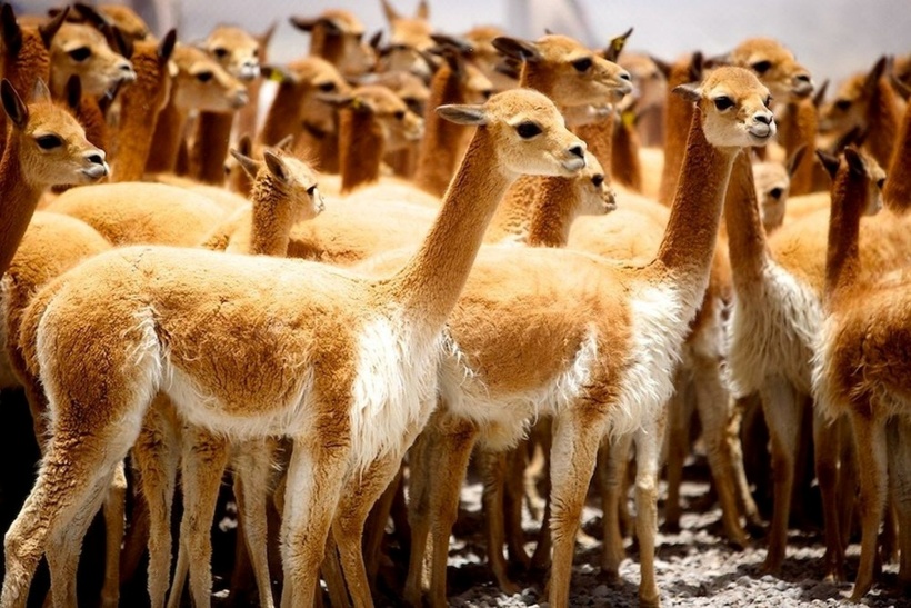 Lạc đà không bướu Vicuña sở hữu bộ lông siêu đắt đỏ.