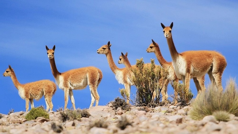 Nhóm vicuñas được phát hiện ở Chile.