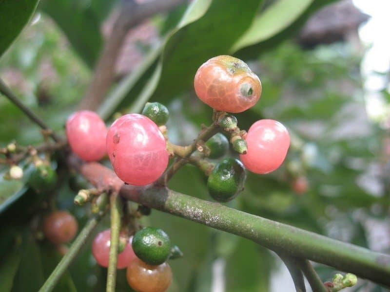 Cây cơm rượu vị thuốc quý cho sức khỏe