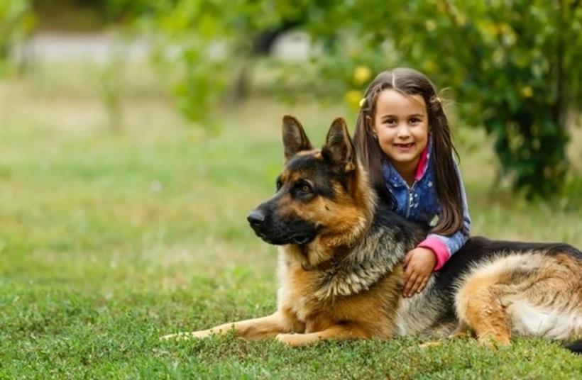 Chó becgie Đức được biết đến là giống chó thông minh. Ảnh: Shutterstock.