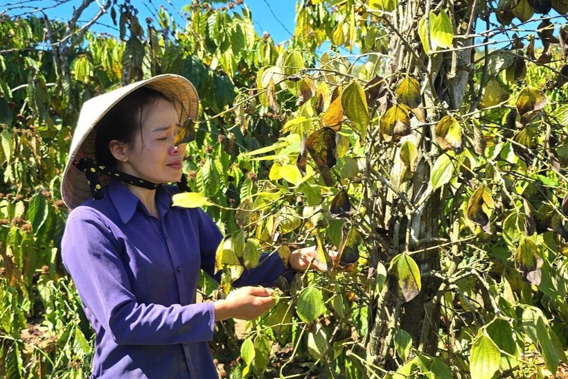 Người phụ nữ khóc nghẹn khi nhìn thấy hàng răm cây cà phê, hồ tiêu, sầu riêng bị phá hoại. Ảnh: Dân Trí.