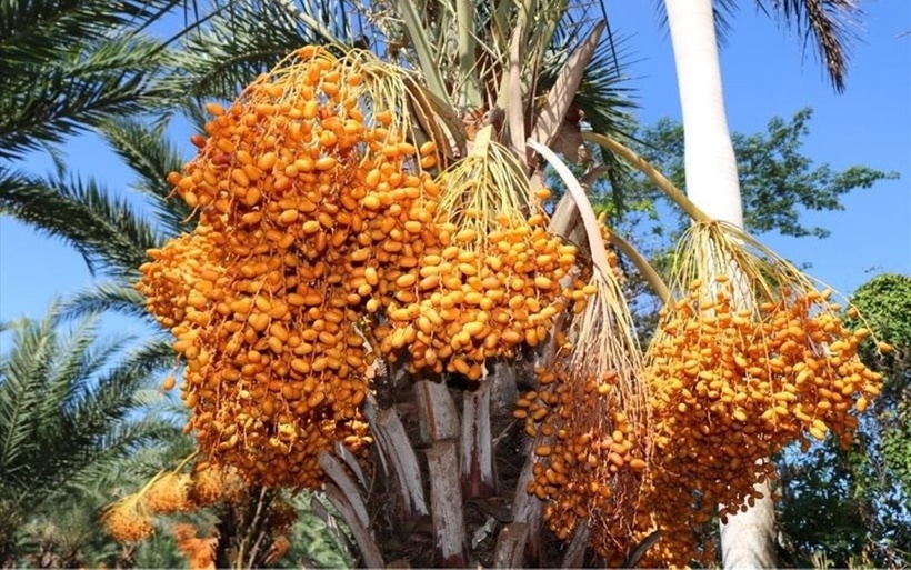 Quả chà là được đánh giá là một loại quả có nguồn gốc từ khu vực Trung Đông, được xem là một loại cây quý.