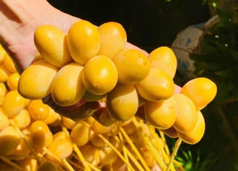 Sự gia tăng đáng kể về số lượng chà là được bày bán, dẫn đến việc giá cả giảm mạnh.