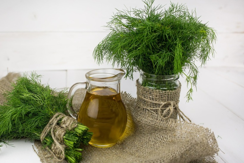 Thì là chứa chất terpenoid hỗ trợ cơ thể chống lại bệnh về gan, tim, thận và não.