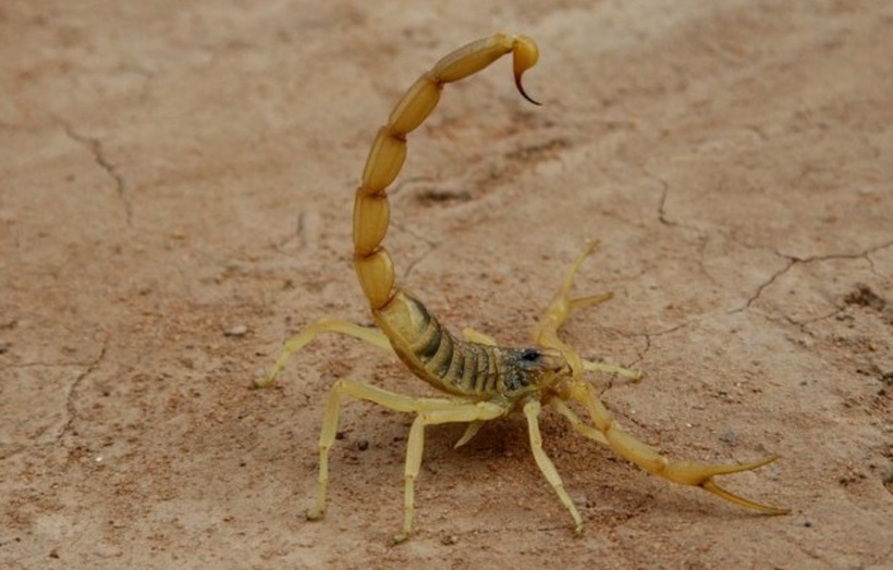 Bò cạp sở hữu nọc độc quý giá. Ảnh: Pinterest