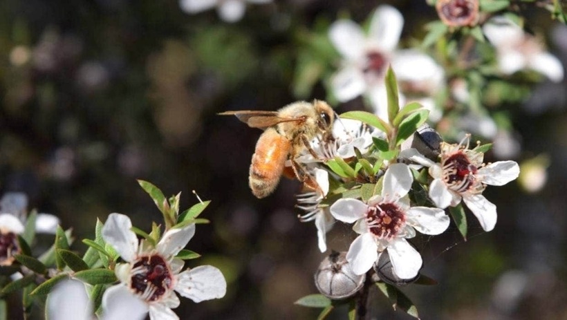 Hoa Manuka chỉ nở rộ trong thời gian vô cùng ngắn ngủi.