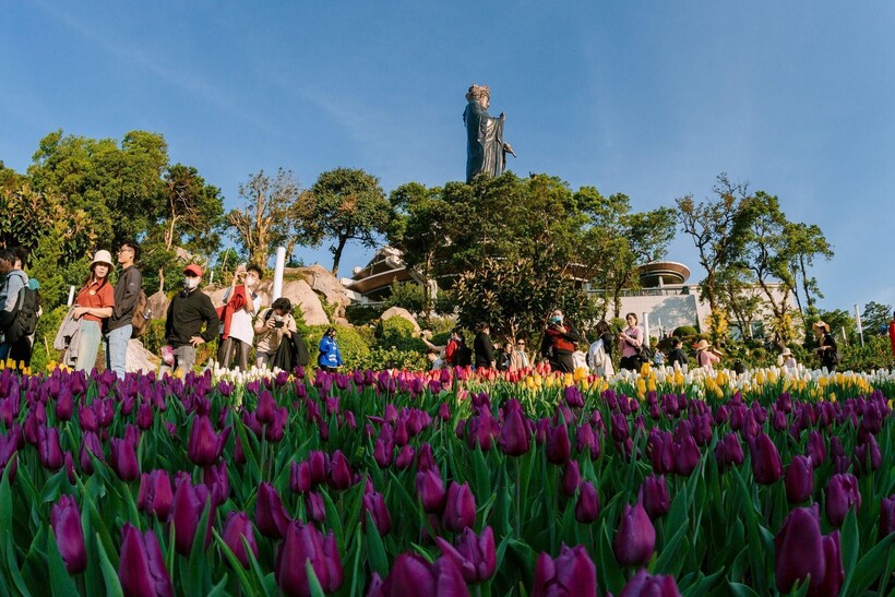 Hoa tulip nở rộ trên đỉnh núi Bà Đen. Ảnh: Sun World Ba Den Mountain