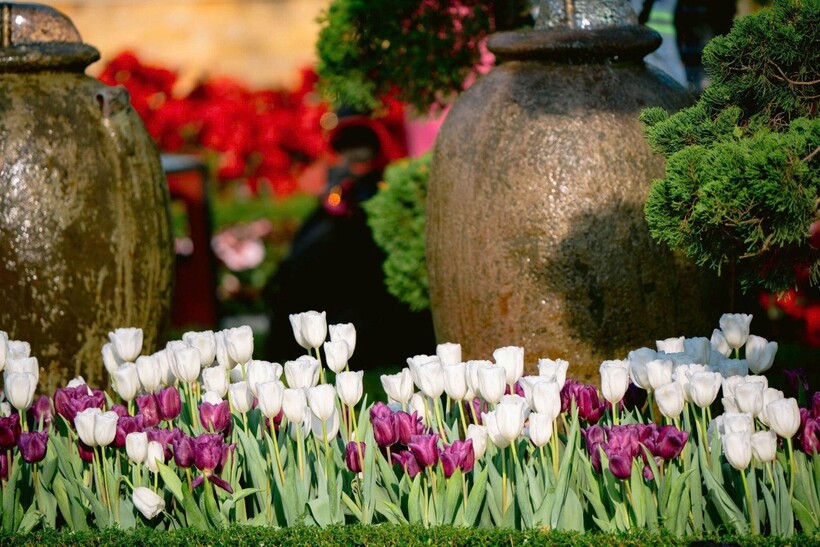 Mỗi góc nhỏ trên đỉnh núi Bà Đen đều rực rỡ sắc hoa tulip. Ảnh: Nguyễn Hồng Phước