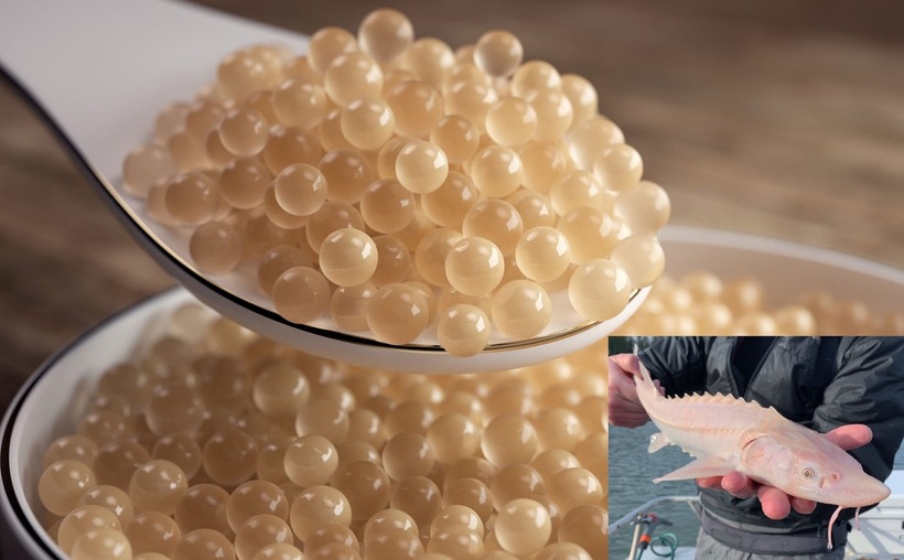 Để có được những mẻ trứng cá tầm bạch tạng chất lượng, người nuôi phải kiên nhẫn chờ đợi từ 8 đến 10 năm.