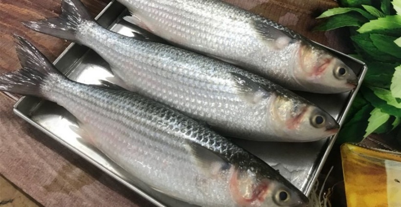 Đi chợ gặp loại cá này nhất định phải mua, chúng vừa sạch vừa không chứa thủy ngân hại gan thận! - 2