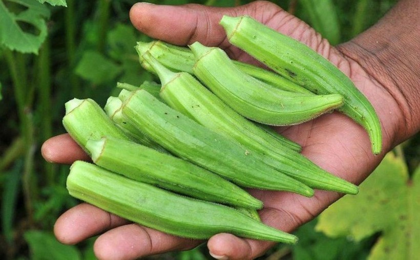 Chất xơ trong đậu bắp không chỉ giúp kiểm soát đường huyết mà còn hỗ trợ hệ tiêu hóa hoạt động hiệu quả.