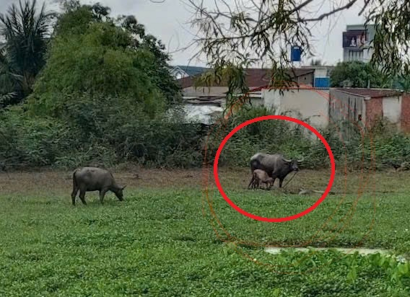 Trâu cái với cặp sừng dài, húc hai người đàn ông bị thương. Ảnh: VietNamNet