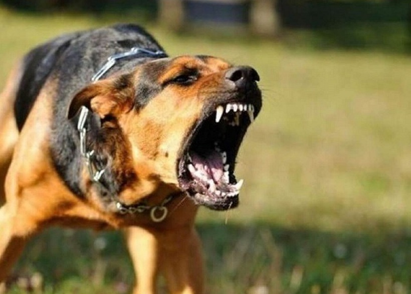 Ổ dịch dại khiến 3 người phơi nhiễm với virus dại. Ảnh minh họa