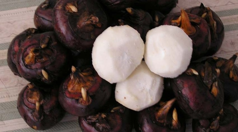 Về mặt hình thái, củ năng mang dáng vẻ khá đặc biệt.