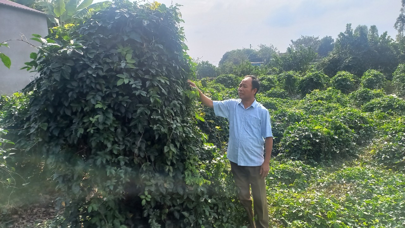 Gốc Sâm tổ trên 70 năm tuổi –sản vật tiến vua của vùng đất Tân Yên tỉnh Bắc Giang