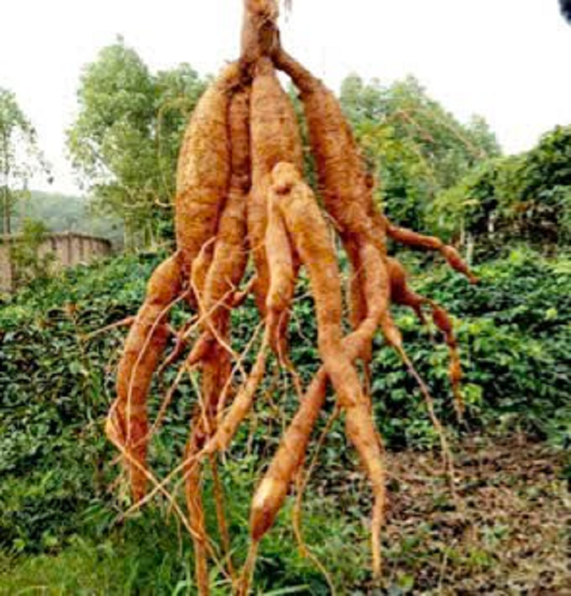 Củ Sâm nam núi Dành 6 năm tuổi có độ vàng óng cao với nhiều hoạt chất như saponin, flavonoid, acid hữu cơ, acid amin và saccharide tốt cho sức khỏe con người