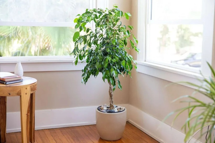 Cây xanh trong nhà sẽ hấp thụ các bức sóng nguy hiểm từ các thiết bị điện từ.