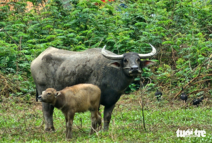 Con trâu mẹ được cho là đã húc hai người bị thương. Ảnh: Tuổi Trẻ