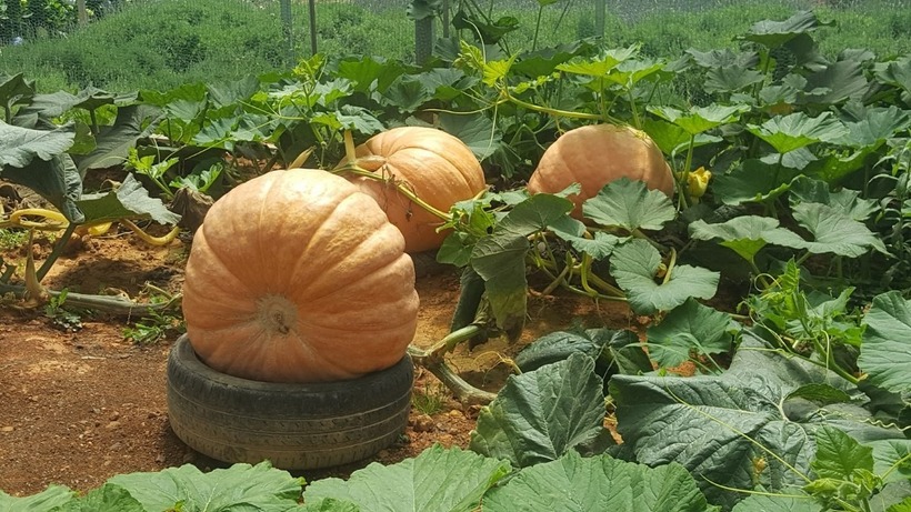 Loại rau dưới 20.000 đồng tốt cho tim, ngăn đột quỵ - 3