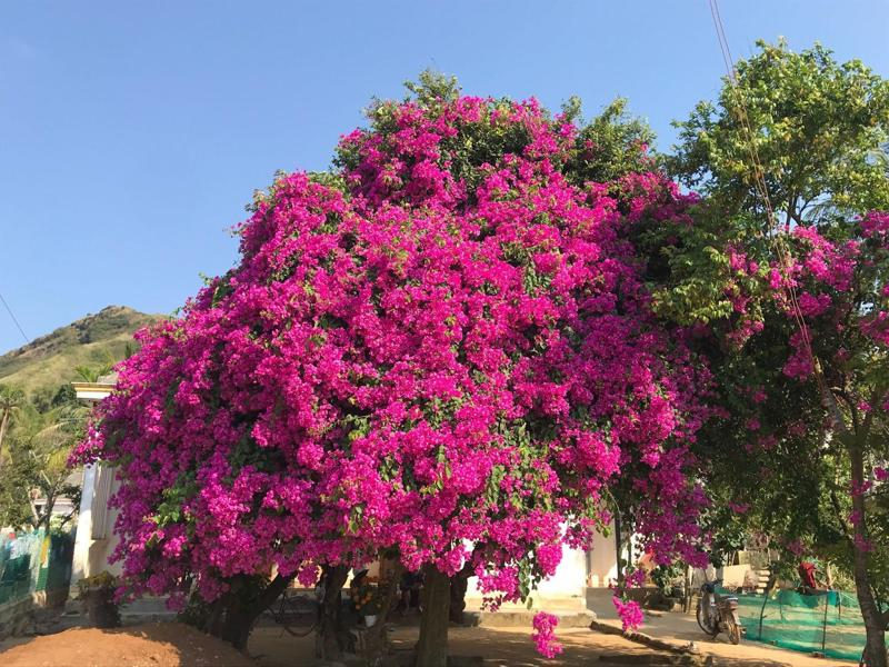Loại nước cây hoa giấy thích nhất