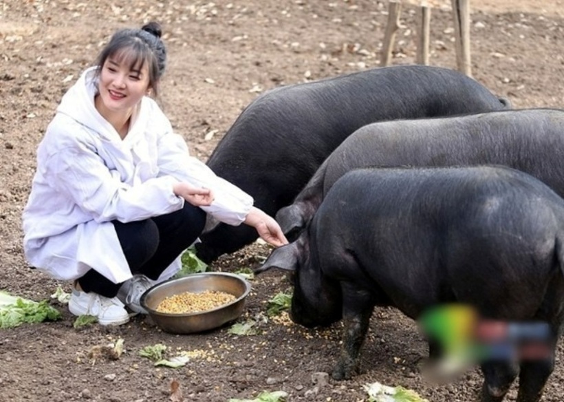 Công việc của Zhang là dọn dẹp chuồng trại, cho lợn ăn và mang thịt ra chợ bán. Ảnh: Oriental Daily.