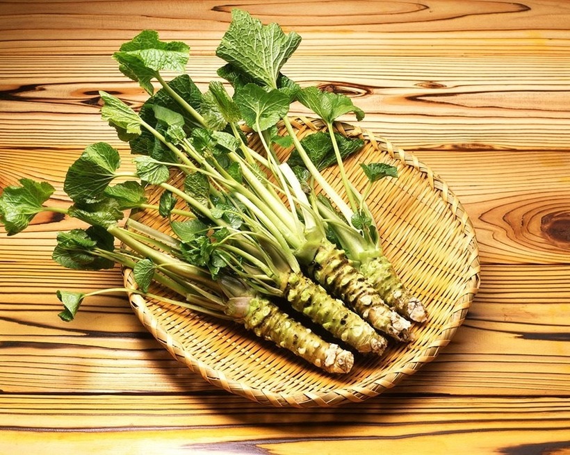 Wasabi được mệnh danh là "vàng xanh" của Nhật Bản.