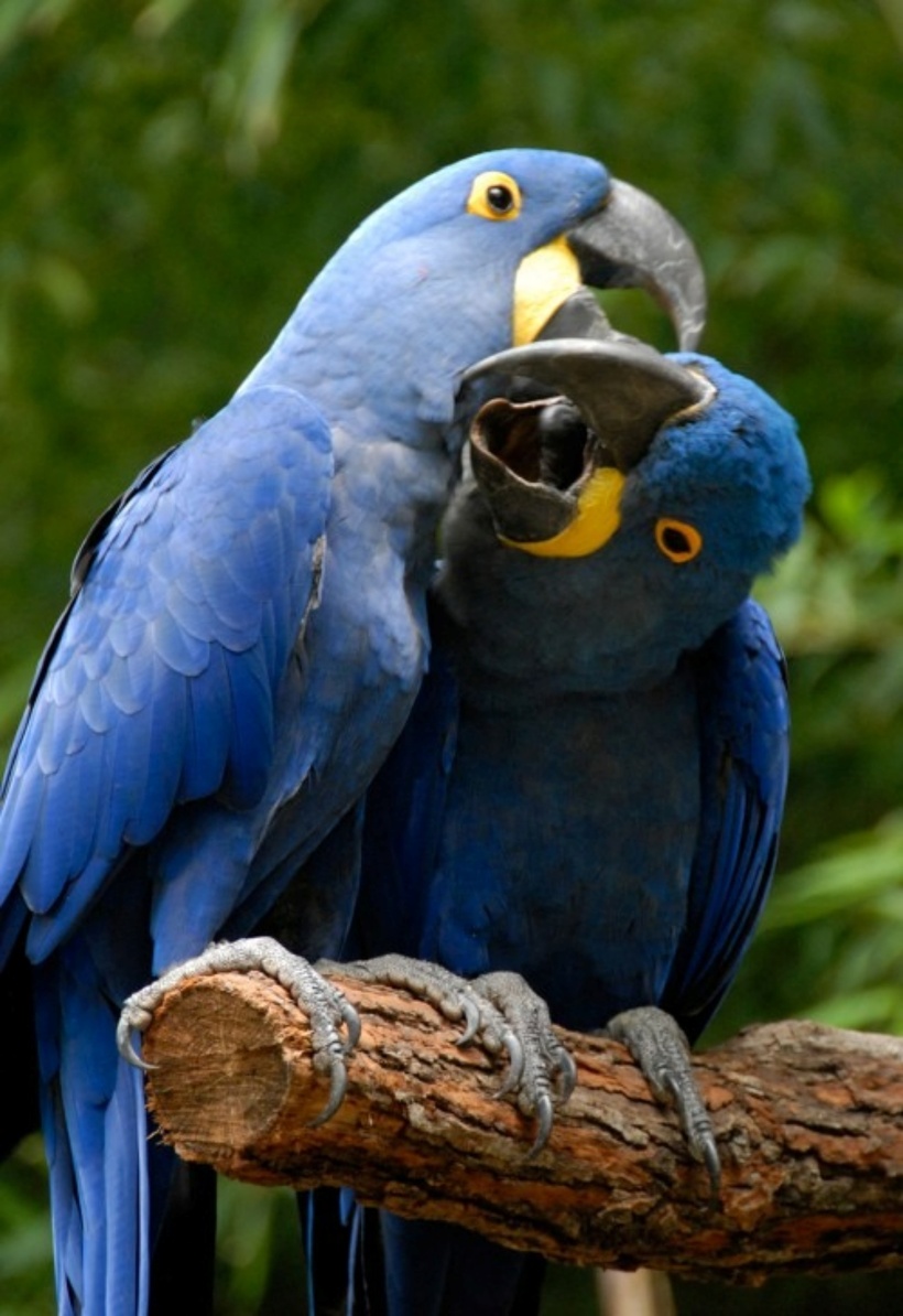 Trong giai đoạn 1990 - 2000, ước tính có khoảng 10.000 con Hyacinth Macaw bị đưa ra khỏi tự nhiên rơi vào tay các đối tượng buôn lậu.