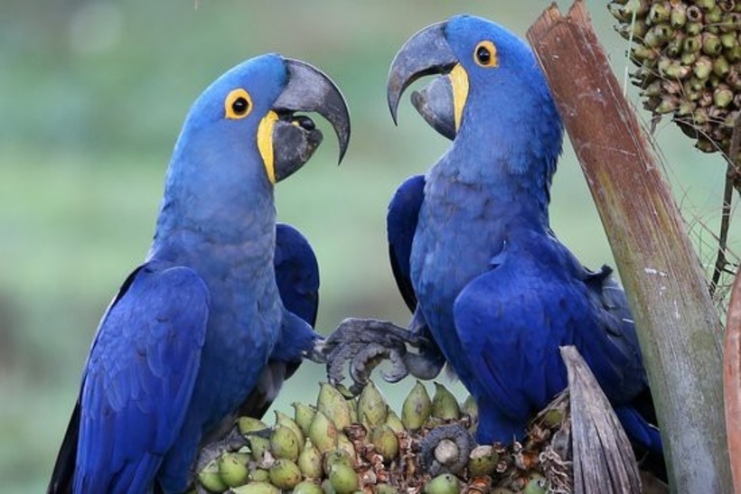 Loài vẹt đuôi dài Hyacinth Macaw được xem là loài vẹt lớn nhất thế giới.