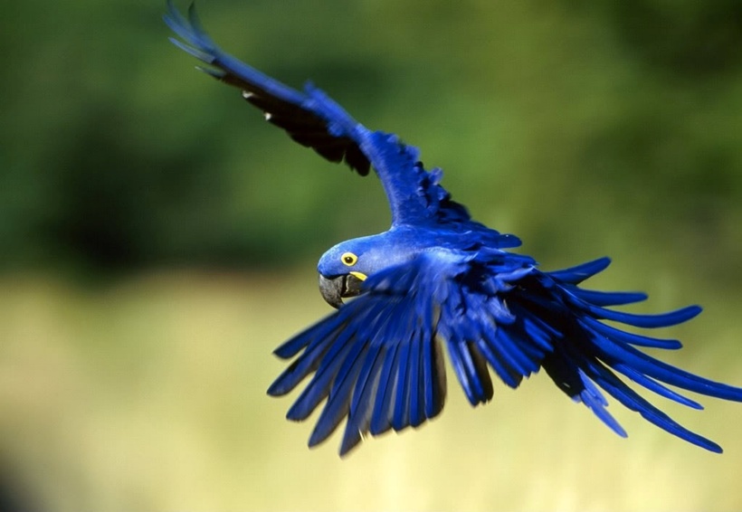 Vì màu sắc tuyệt đẹp này, Hyacinth Macaw còn được gọi là “vẹt xanh”. Hyacinth Macaw còn được yêu thích trí thông minh. Chúng có thể được huấn luyện thành những con vật cưng trong nhà đáng yêu.