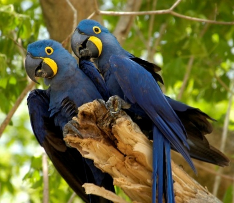 Vẹt đuôi dài Hyacinth Macaw, loài chim có nguồn gốc từ miền đông và trung tâm Nam Mỹ, đang đối mặt với nguy cơ suy giảm số lượng nghiêm trọng trong tự nhiên. Nguyên nhân chính là do nhu cầu nuôi chim cảnh của con người.