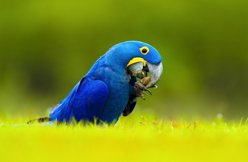 Vẹt đuôi dài Hyacinth Macaw giá khoảng 14.000 USD (gần 358 triệu đồng). Được biết, loài vẹt này dài 95cm, nặng khoảng 1,7kg. Vẹt đuôi dài khá thuần, trầm tính và là vật nuôi tuyệt vời.