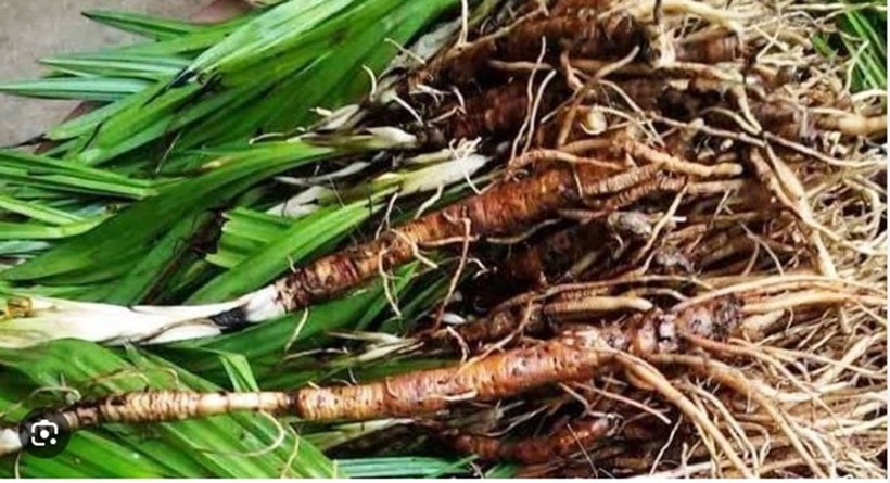 Sau khoảng 2-3 năm sinh trưởng, sâm cau có thể thu hoạch.