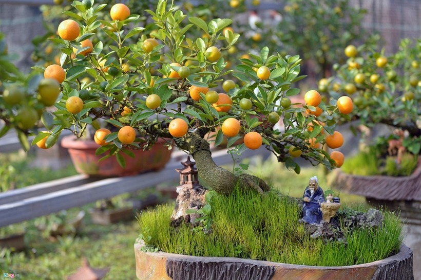 Sau Tết, nhiều gia đình gặp phải tình trạng cây quất bị rụng quả, héo lá, thậm chí là chết. Ảnh minh họa