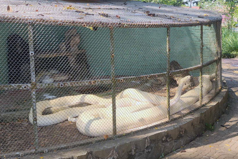 Cá thể trăn bạch tạng dài khoảng 5 mét.