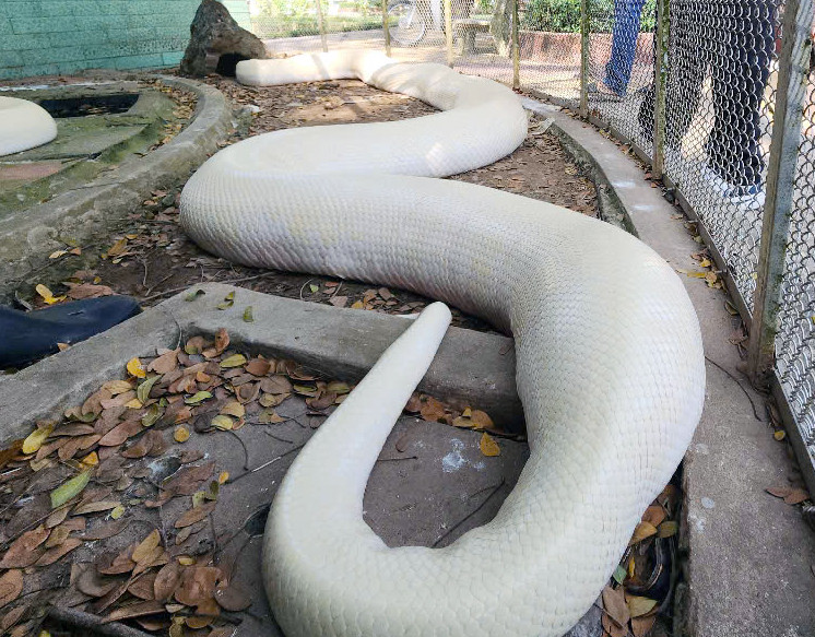 Trăn bạch tạng, có tên khoa học là Python bivittatus, thuộc nhóm IIB trong danh mục động vật rừng nguy cấp quý hiếm.