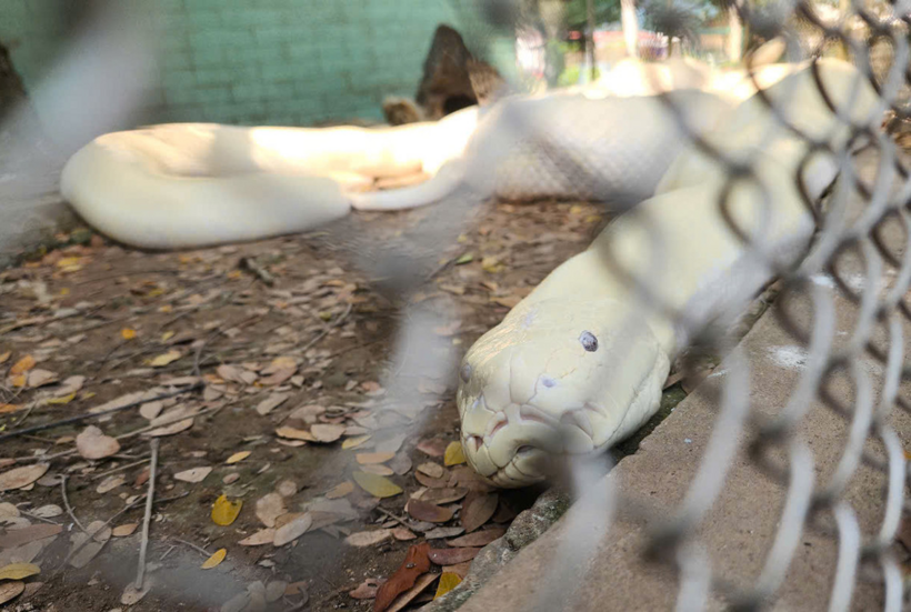 Con trăn này nặng hơn 90kg