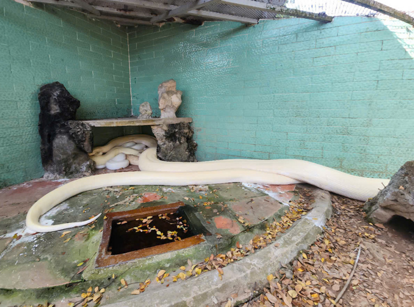 Tiền Giang: Cận cảnh trăn bạch tạng khổng lồ, dài 5m, nặng 90kg nằm phơi nắng - 5