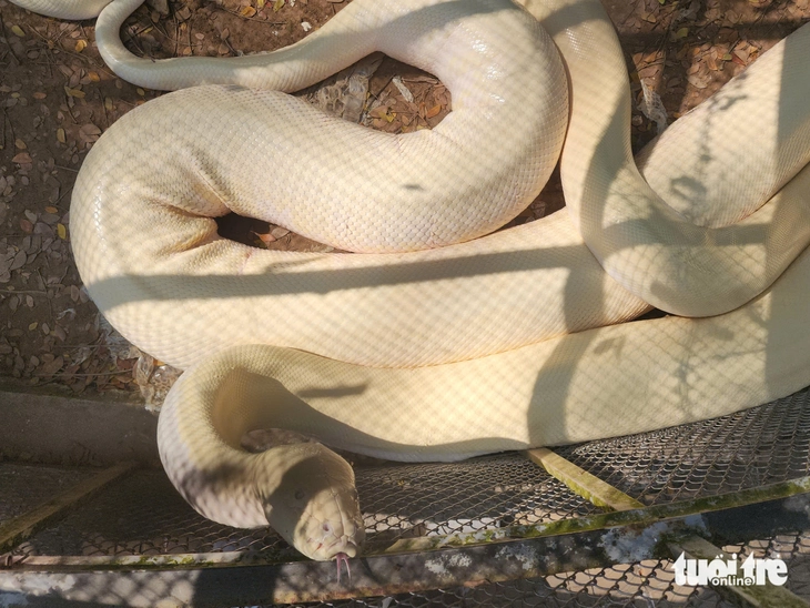Cận cảnh cá thể trăn bạch tạng khổng lồ,