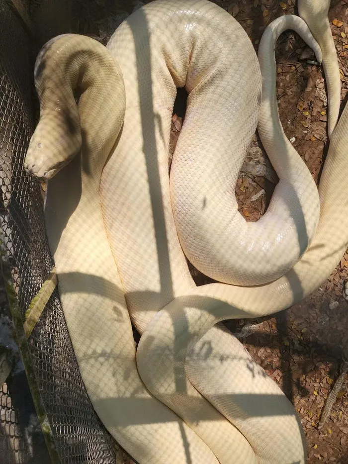 Con trăn khủng đã nhanh chóng trở thành tâm điểm chú ý của du khách tham quan trại rắn Đồng Tâm