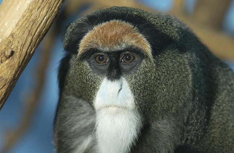 Khỉ De Brazza’s (tên khoa học Cercopithecus neglectus) nổi lên như một biểu tượng của sự xa xỉ.