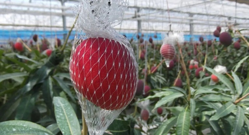 Xoài được trồng trong nhà kính, nơi nhiệt độ và độ ẩm được kiểm soát chặt chẽ để đảm bảo sự phát triển tối ưu.