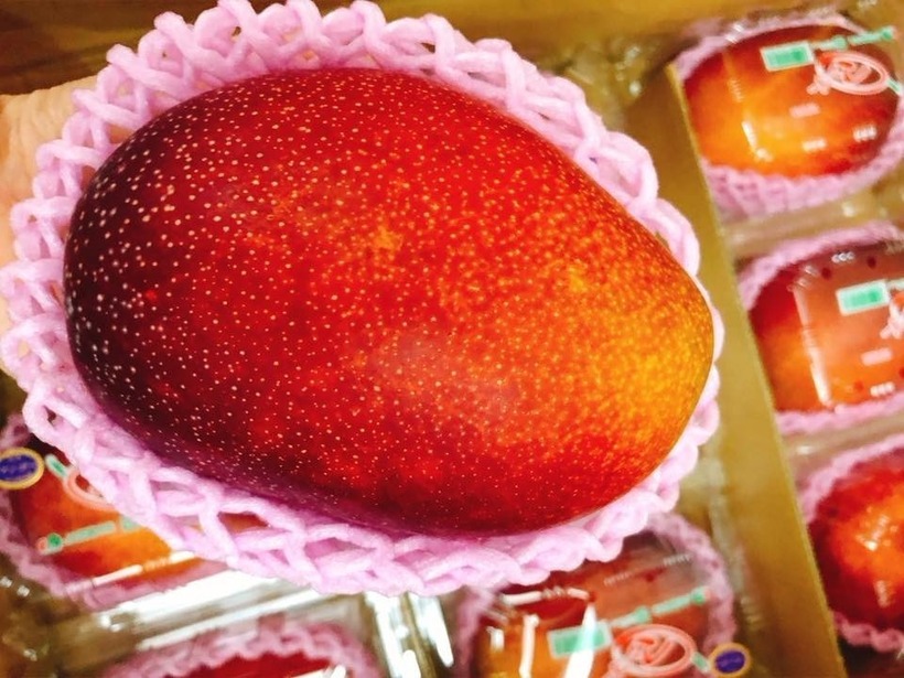 Không phải quả xoài Miyazaki nào cũng được vinh dự mang trên mình nhãn hiệu "Taiyo no Tamago".