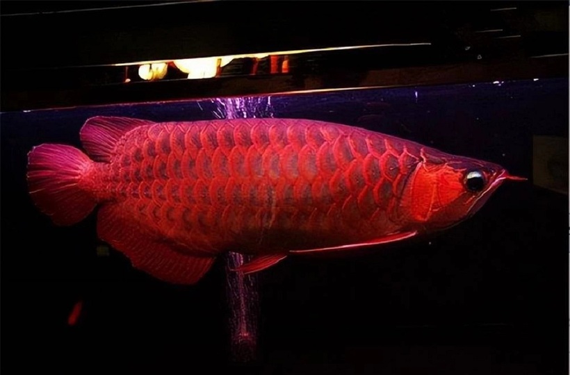 Cá huyết rồng là một trong những loài cá đắt đỏ nhất thế giới.