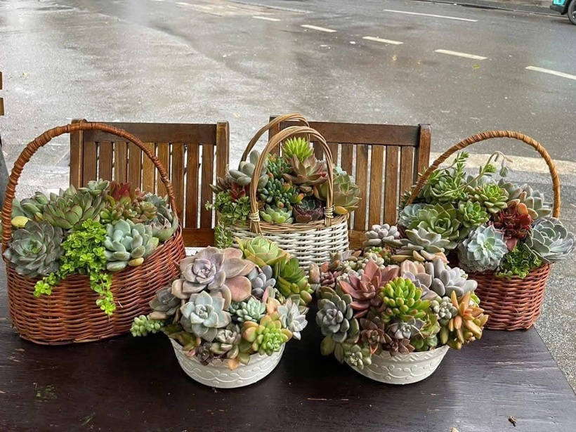 Bên cạnh hoa truyền thống, nhiều tiệm hoa còn độc đáo biến hóa dưới nhiều hình thức thu hút khác như giỏ sen đá. Những lẵng sen đá tượng trưng cho tình yêu vĩnh cửa và bền lâu.