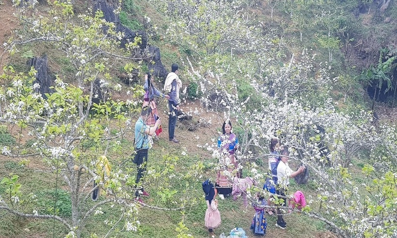 Du khách thích thú chụp hình cùng hoa lê ở Bắc Hà - Lào Cai