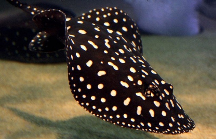 Những hoa văn nổi bật cùng dáng bơi uyển chuyển của Polka Dot được nhiều người chơi cá cảnh lựa chọn.