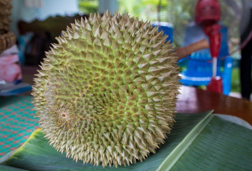 Loại sầu riêng giá đắt đỏ, có quả bán hơn 1 tỷ đồng là giống quý được giới "siêu giàu" săn lùng - 2